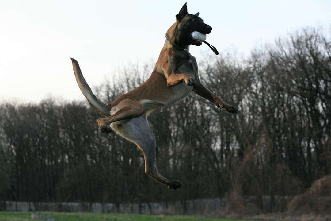 Perro cogiendo su motivador en el aire, una pelota de cuero.