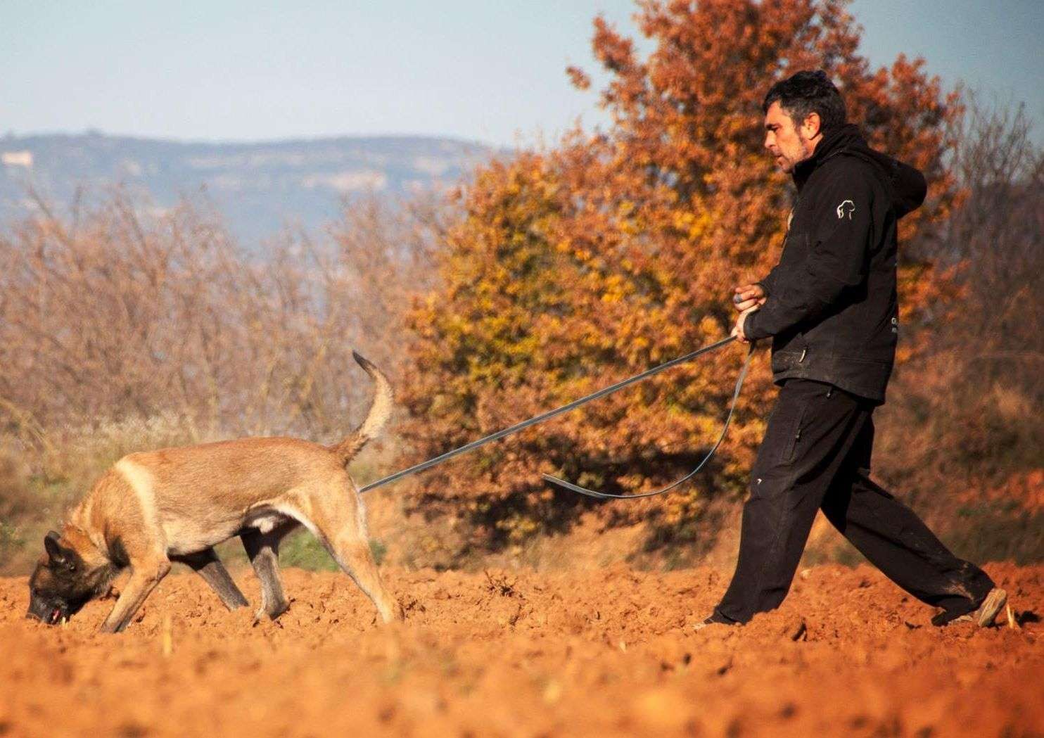 Agustín Jurado rastreando con Jesper, un entrenamiento de rastro IGP.