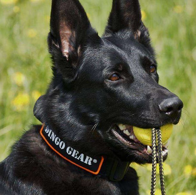 Pelota con cuerda para perro, entrena con seguridad sin perder motivación