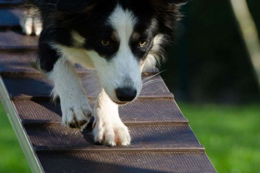 border collie en entrenamiento canino