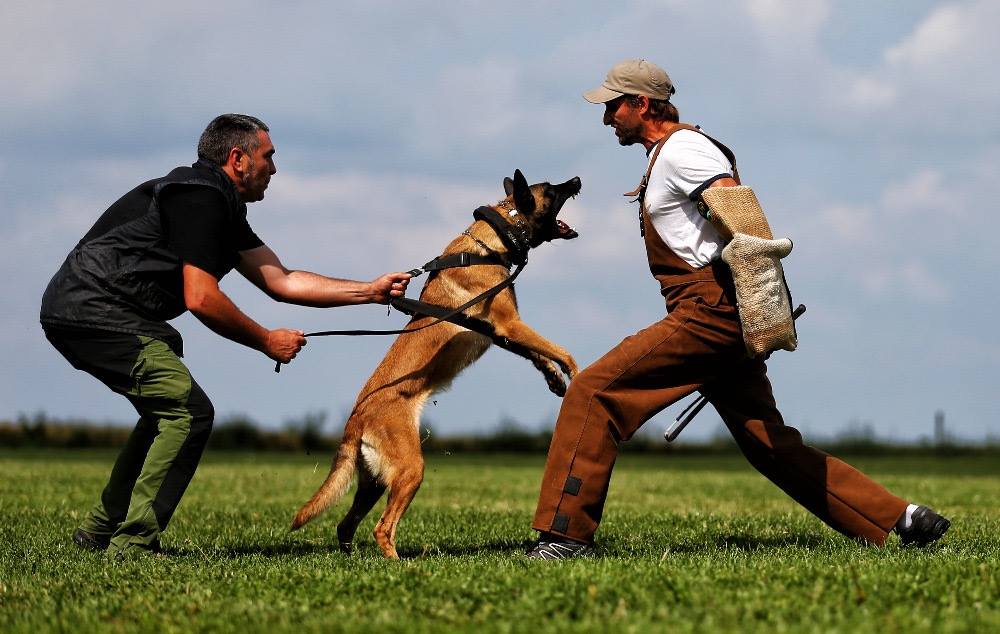 Set inicio figurante IGP